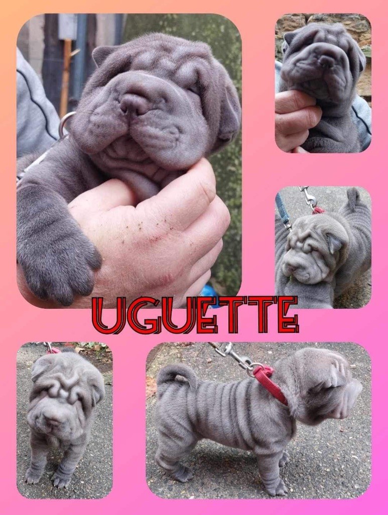 Les Gardiens De La Lignée Bleue - Chiots disponibles - Shar Pei