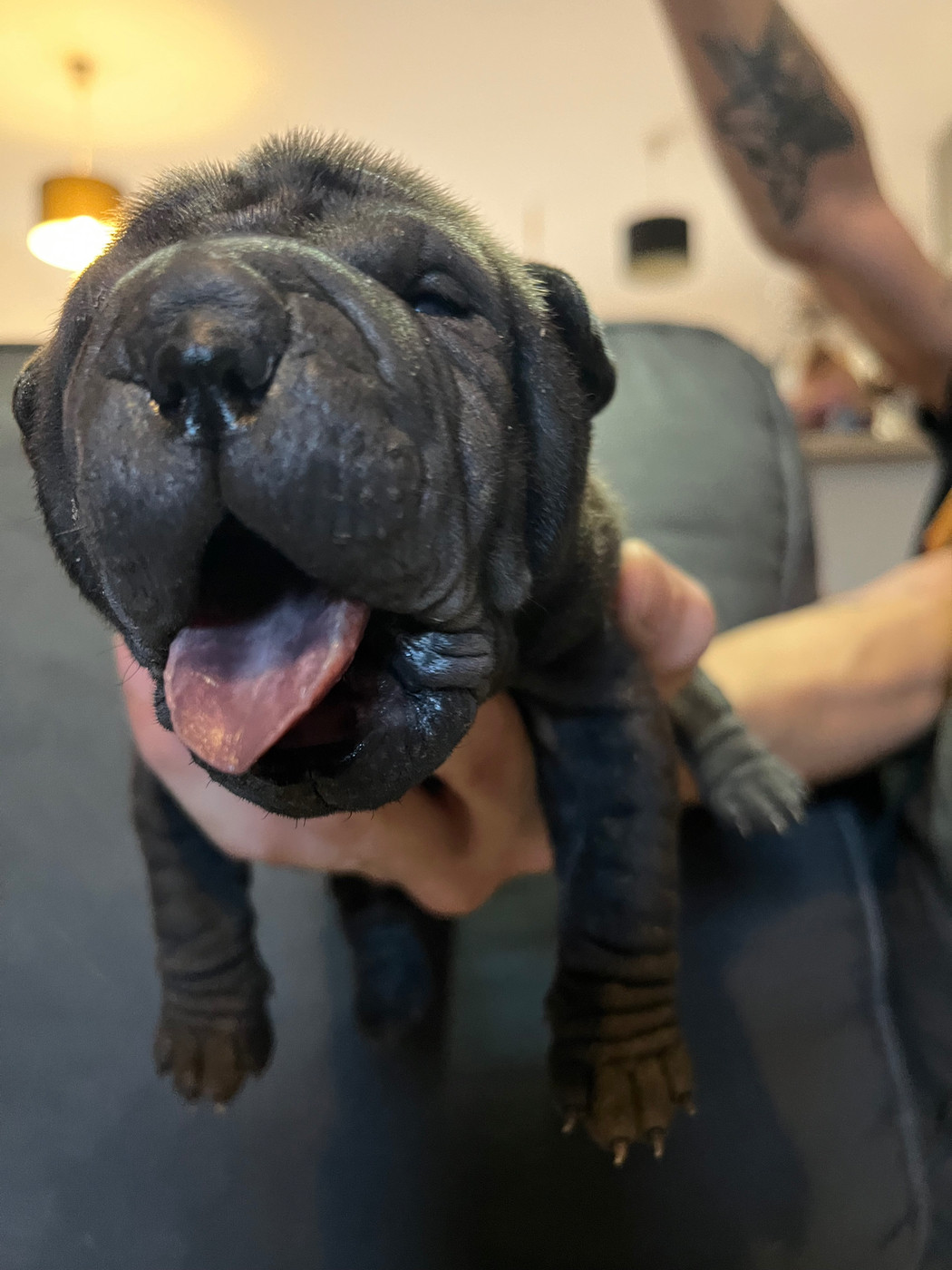 Les Gardiens De La Lignée Bleue - Chiots disponibles - Shar Pei