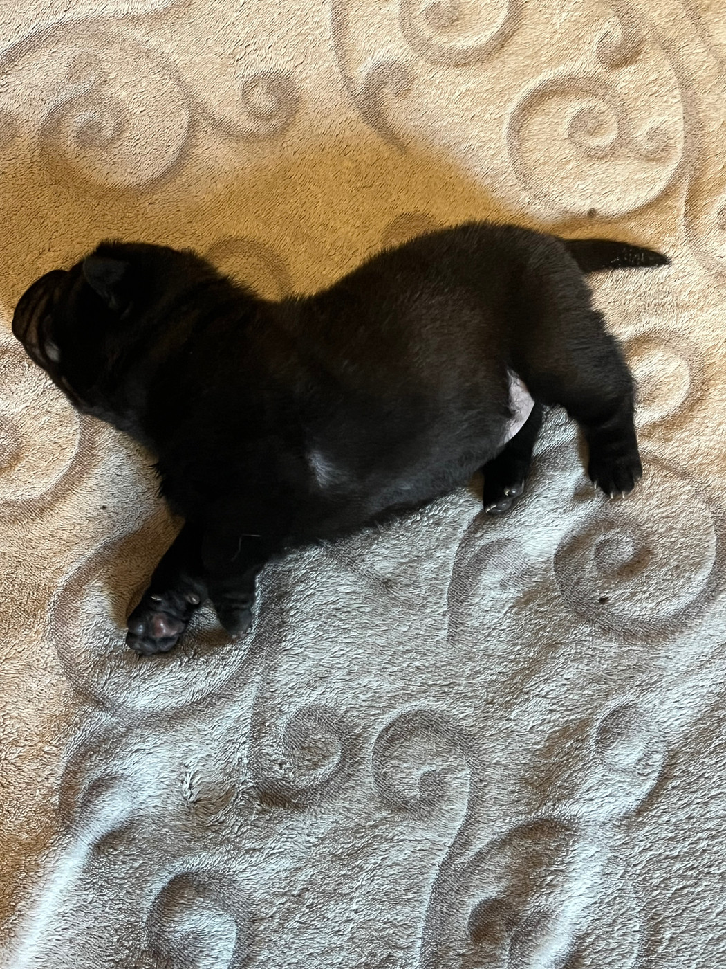 Les Gardiens De La Lignée Bleue - Chiots disponibles - Shar Pei