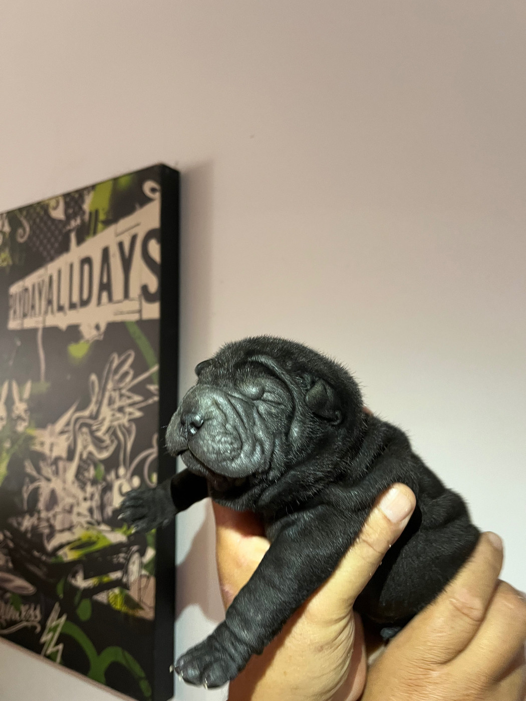 Les Gardiens De La Lignée Bleue - Chiots disponibles - Shar Pei