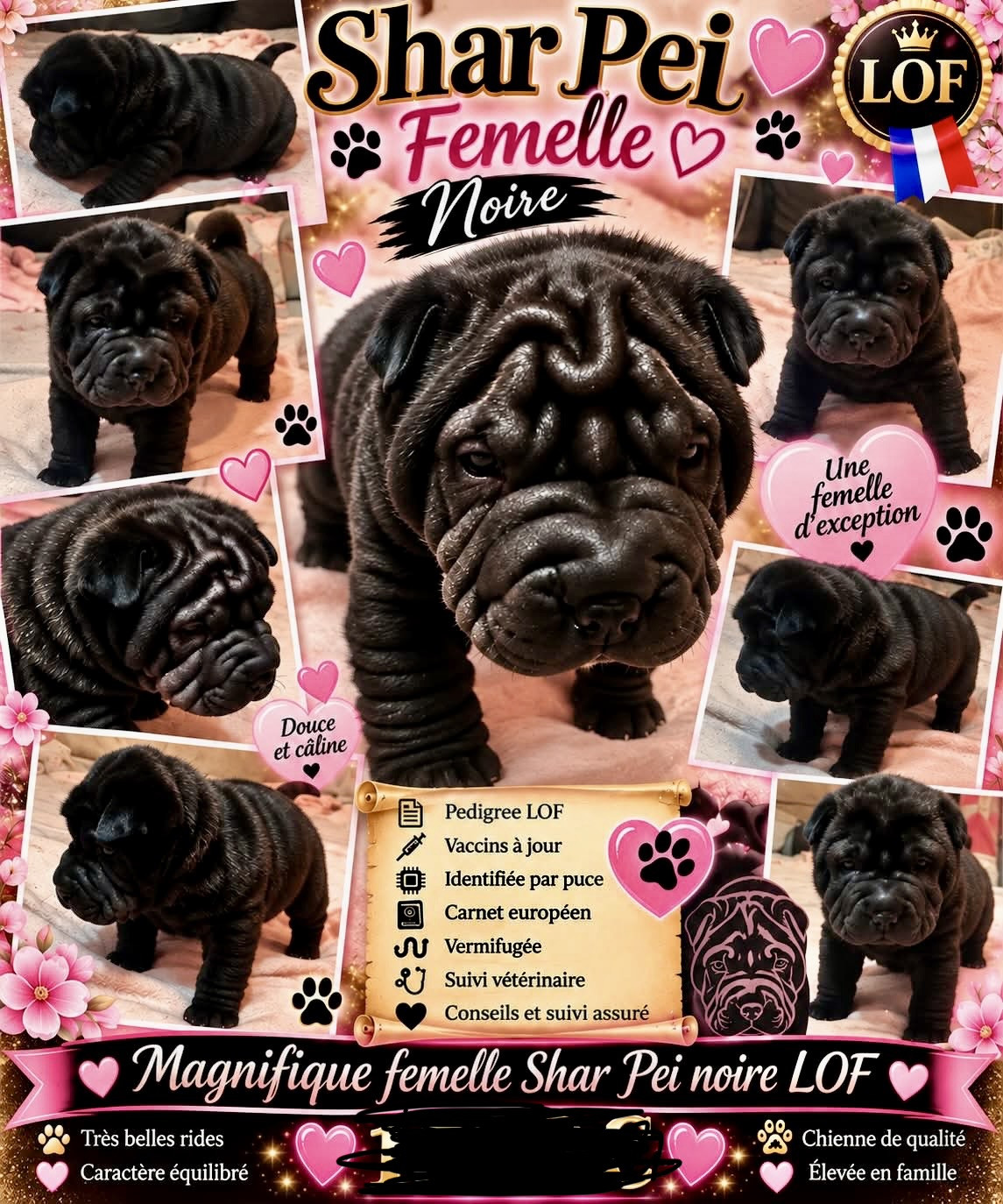 Les Gardiens De La Lignée Bleue - Chiots disponibles - Shar Pei
