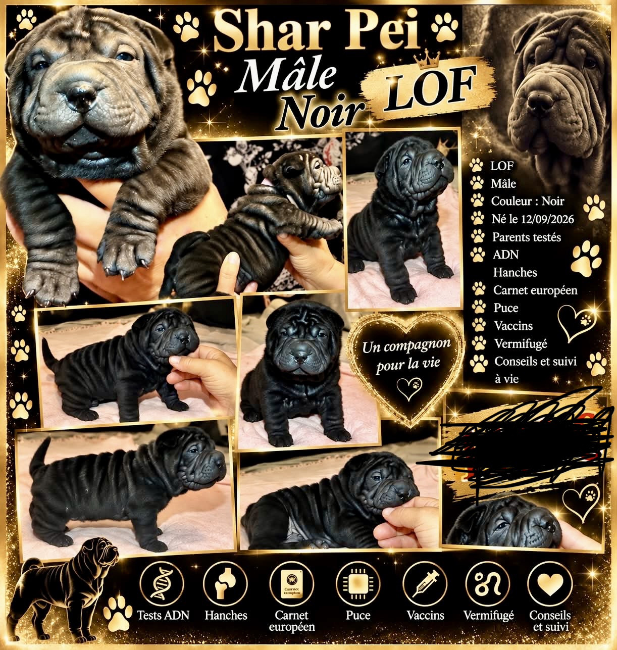 Les Gardiens De La Lignée Bleue - Chiots disponibles - Shar Pei
