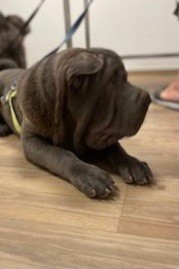 Les Gardiens De La Lignée Bleue - Chiots disponibles - Shar Pei