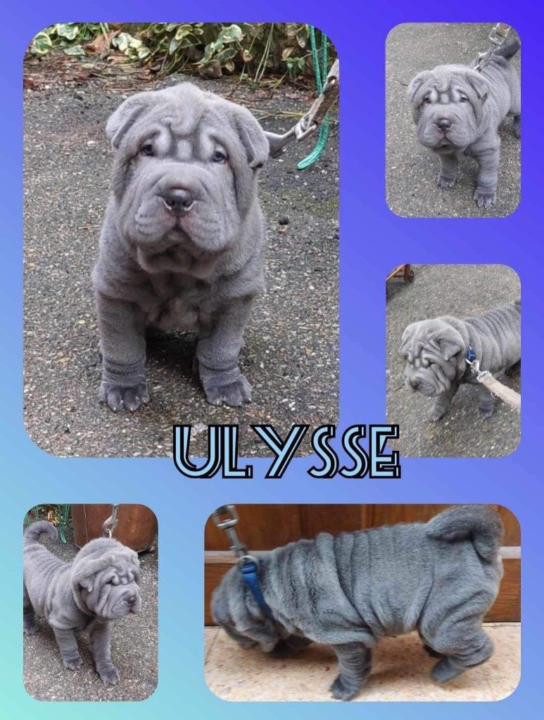 Les Gardiens De La Lignée Bleue - Chiots disponibles - Shar Pei